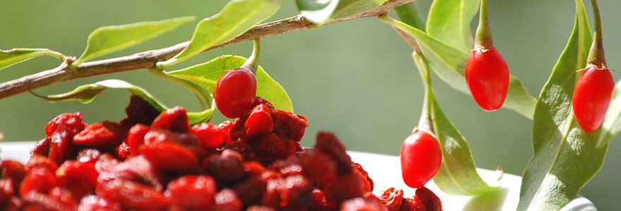 Pourquoi Consommer Des Baies De Goji Pour Rester En Bonne Sant